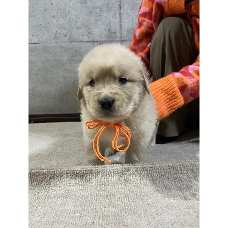 販売中の千葉県のゴールデンレトリーバー-430543の8枚目