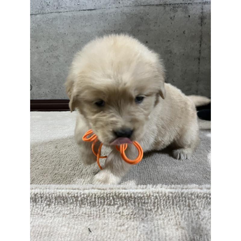 販売中の千葉県のゴールデンレトリーバー-430543の7枚目