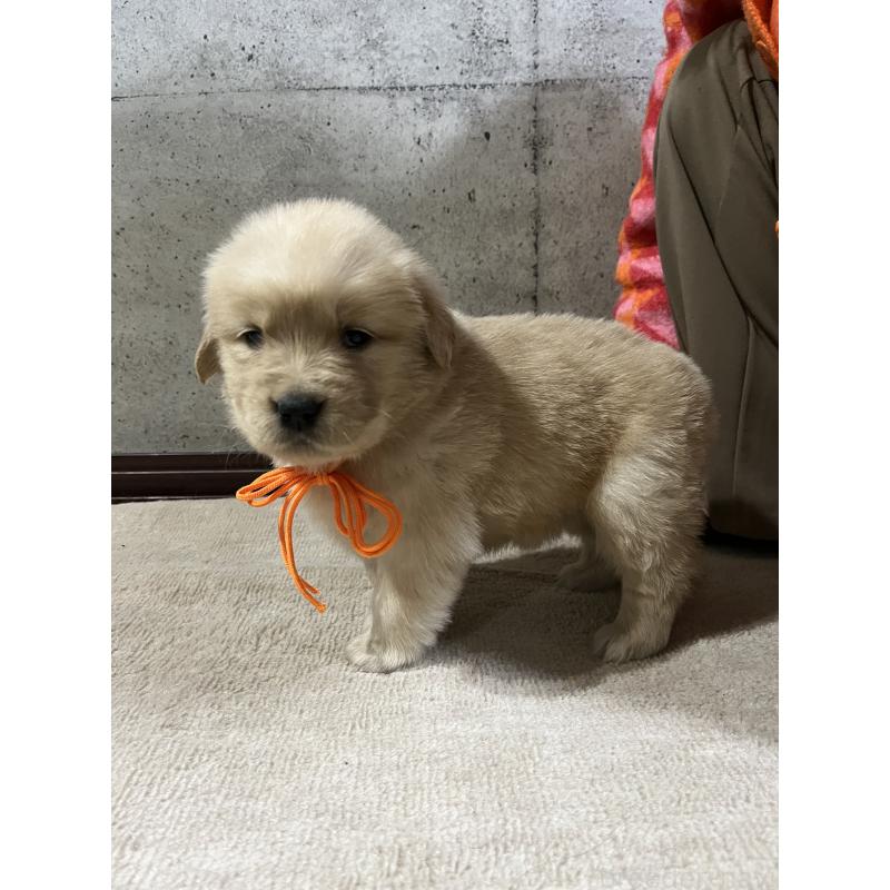 販売中の千葉県のゴールデンレトリーバー-430543の6枚目