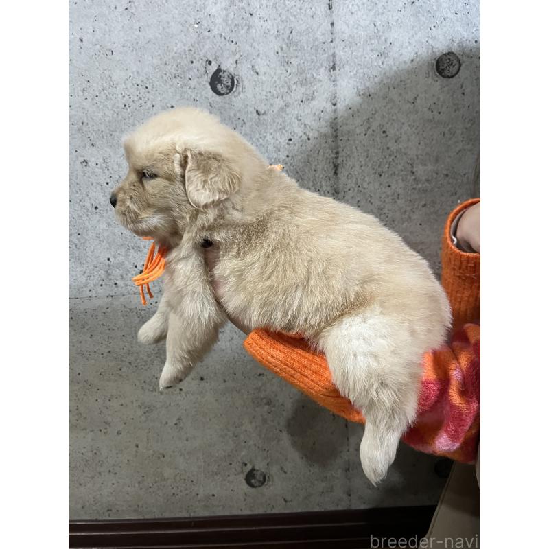 販売中の千葉県のゴールデンレトリーバー-430543の5枚目