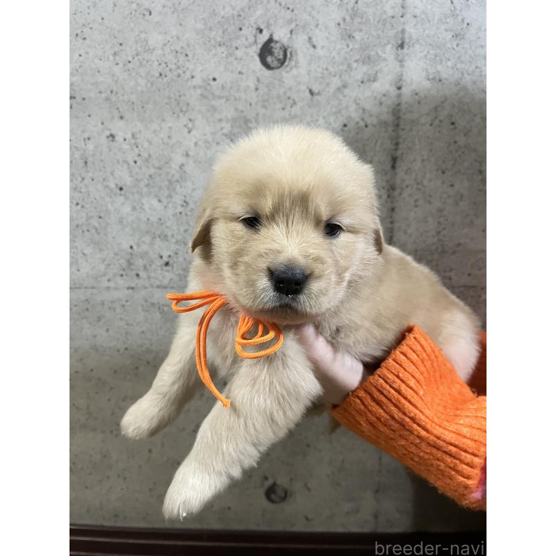 販売中の千葉県のゴールデンレトリーバー-430543の4枚目