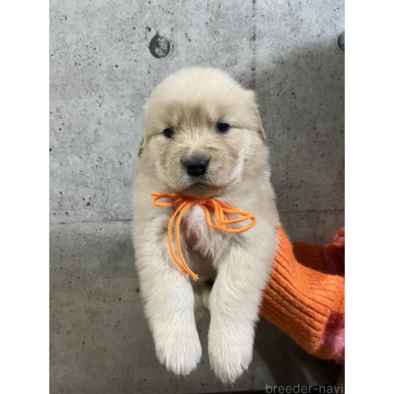 販売中の千葉県のゴールデンレトリーバー-430543の3枚目