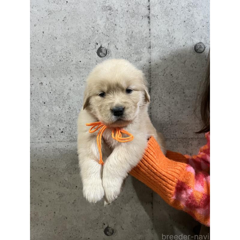 販売中の千葉県のゴールデンレトリーバー-430543の2枚目