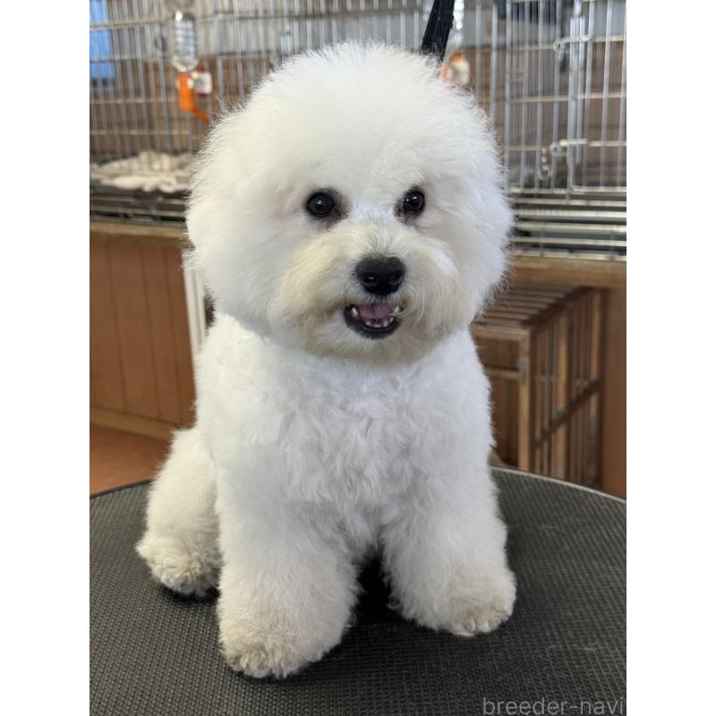 販売中の栃木県のビションフリーゼ-407200の10枚目