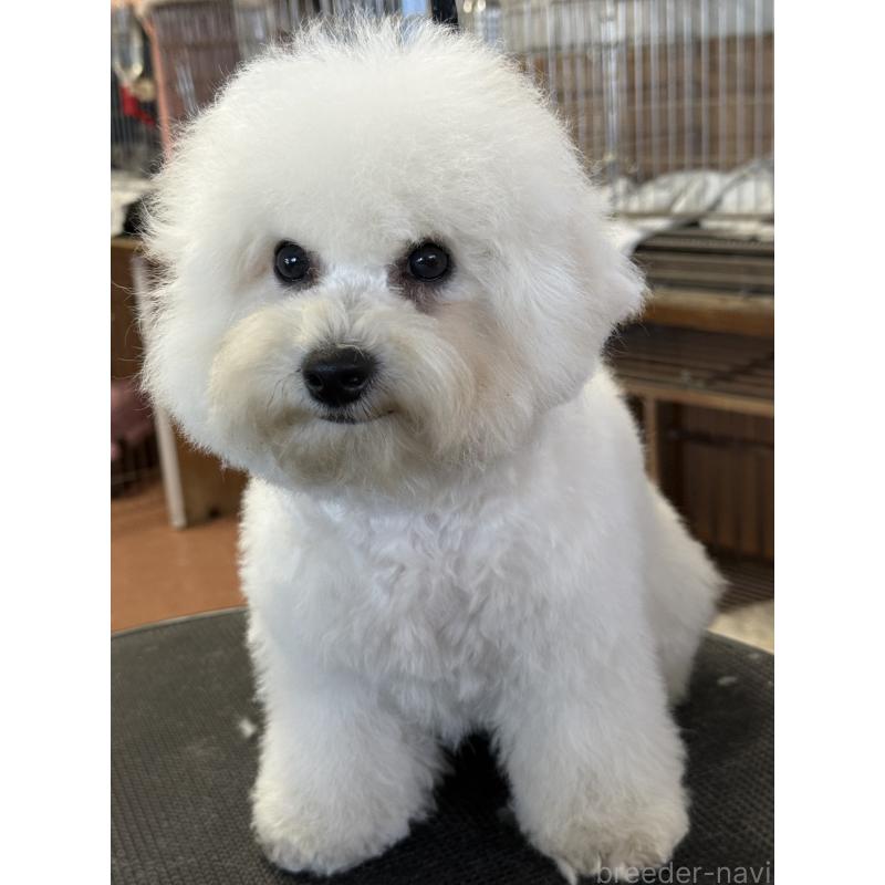 販売中の栃木県のビションフリーゼ-407200の9枚目