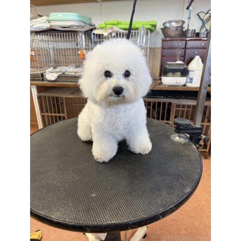 販売中の栃木県のビションフリーゼ-407200の8枚目