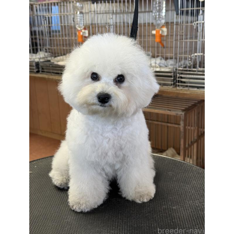 販売中の栃木県のビションフリーゼ-407200の7枚目