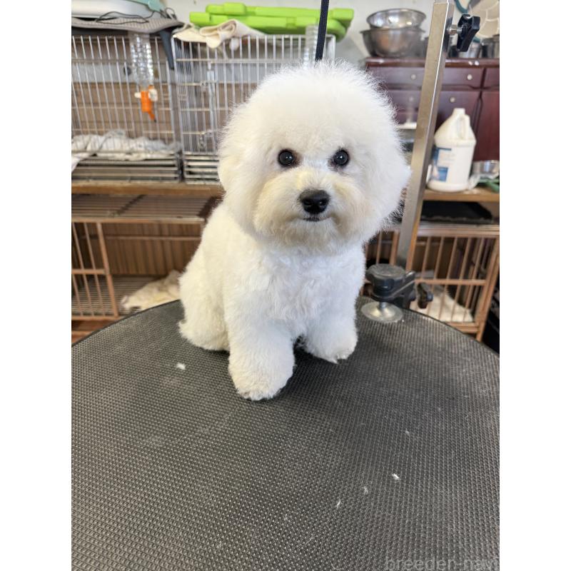 販売中の栃木県のビションフリーゼ-407200の6枚目