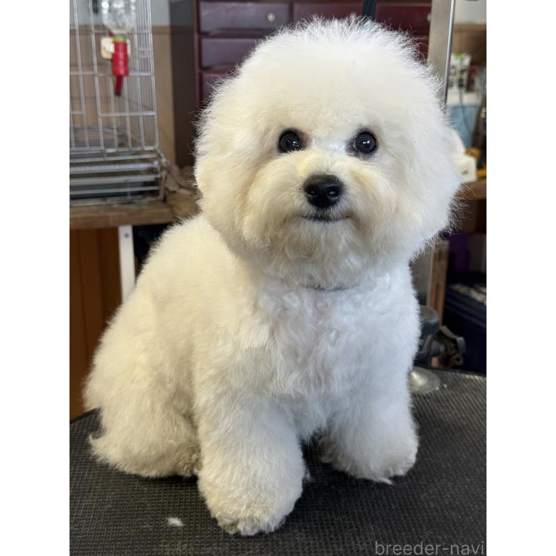 販売中の栃木県のビションフリーゼ-407200の5枚目