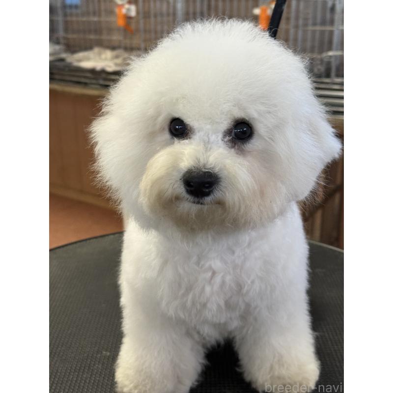 販売中の栃木県のビションフリーゼ-407200の4枚目