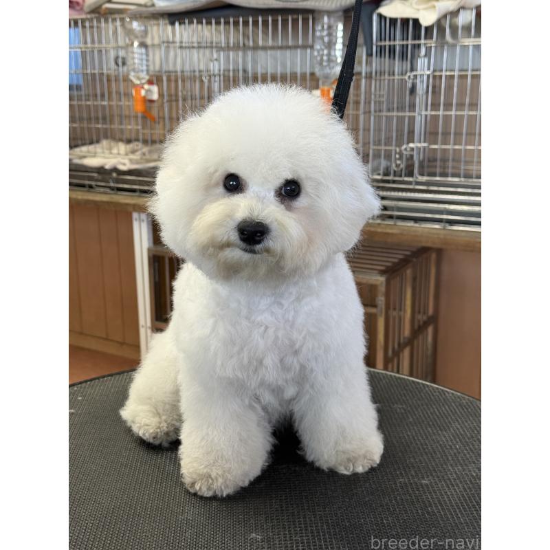 販売中の栃木県のビションフリーゼ-407200の3枚目