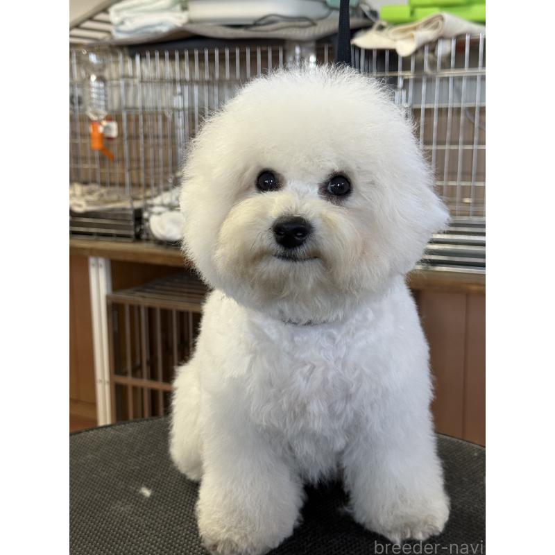 販売中の栃木県のビションフリーゼ-407200の2枚目