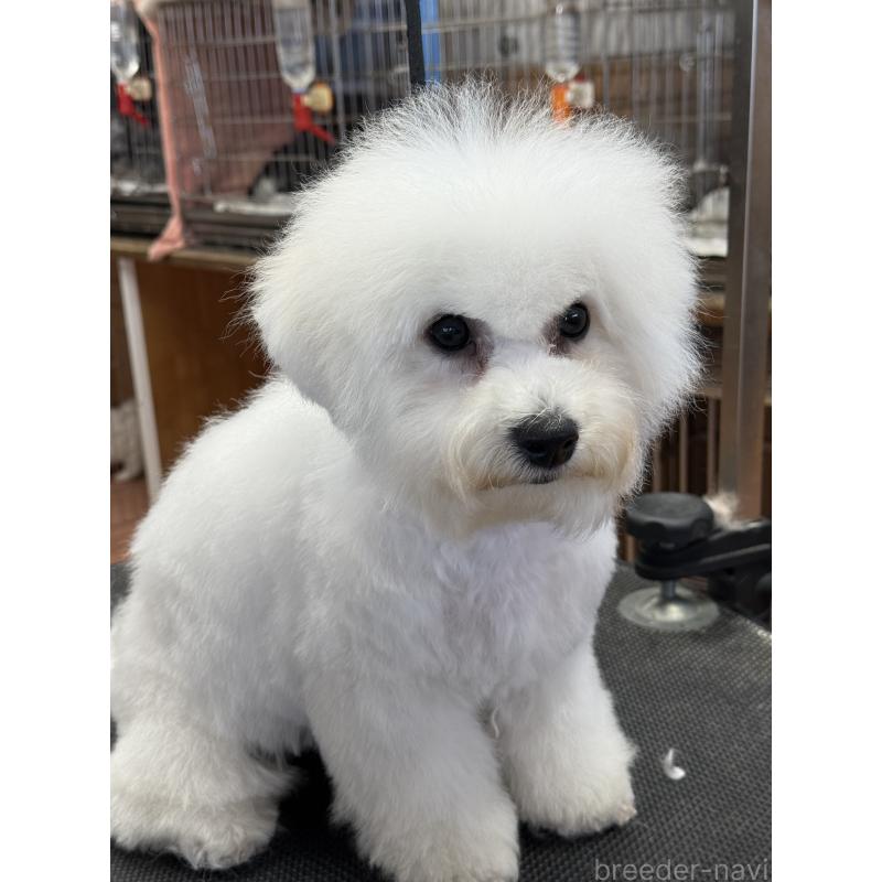 販売中の栃木県のビションフリーゼ-407340の10枚目