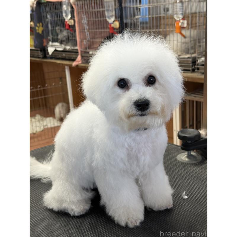 販売中の栃木県のビションフリーゼ-407340の9枚目