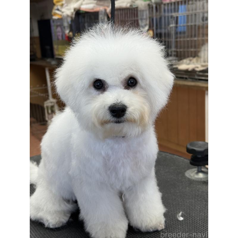 販売中の栃木県のビションフリーゼ-407340の8枚目