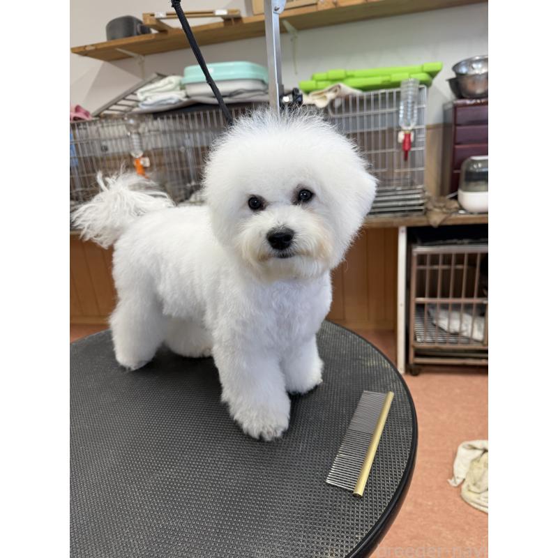 販売中の栃木県のビションフリーゼ-407340の7枚目