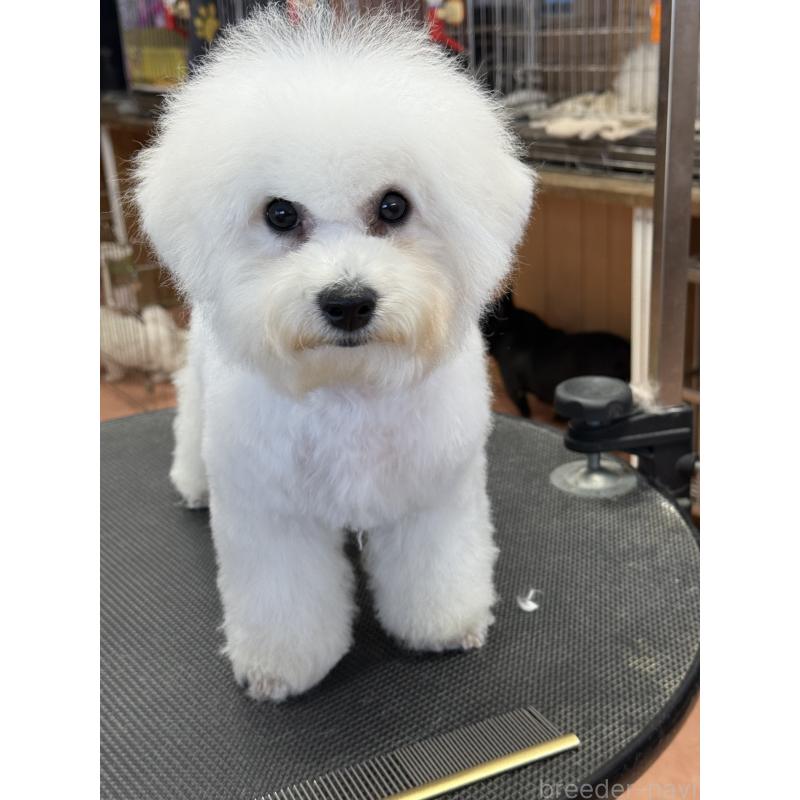 販売中の栃木県のビションフリーゼ-407340の6枚目