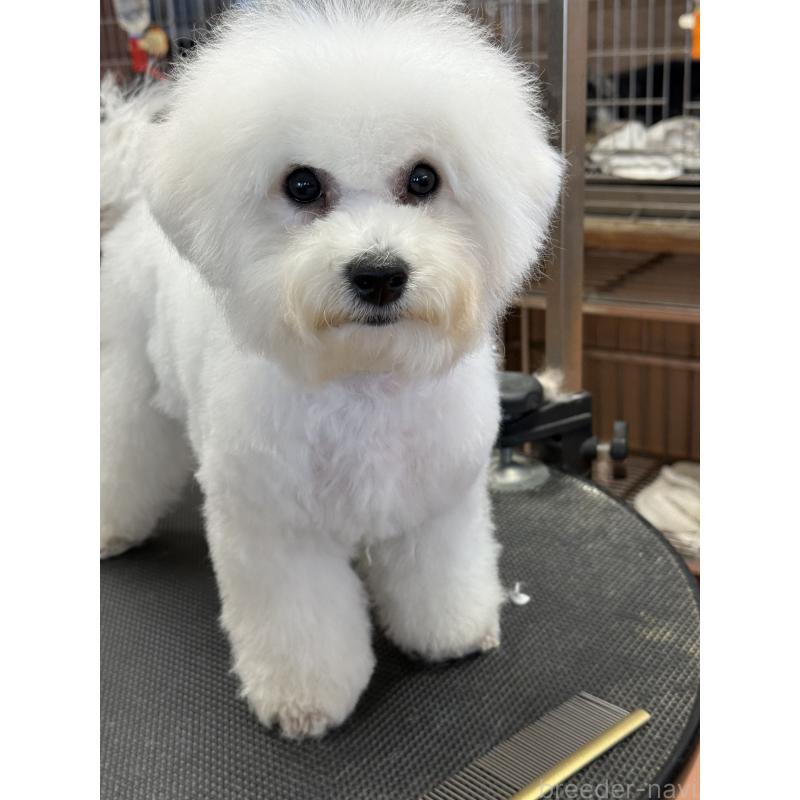 販売中の栃木県のビションフリーゼ-407340の5枚目