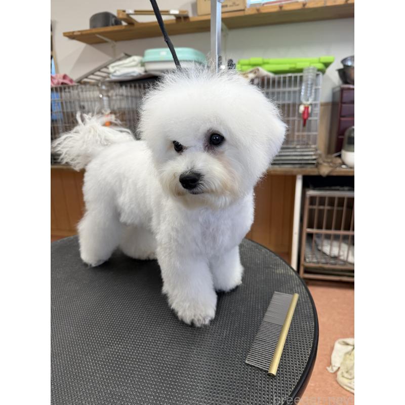 販売中の栃木県のビションフリーゼ-407340の4枚目