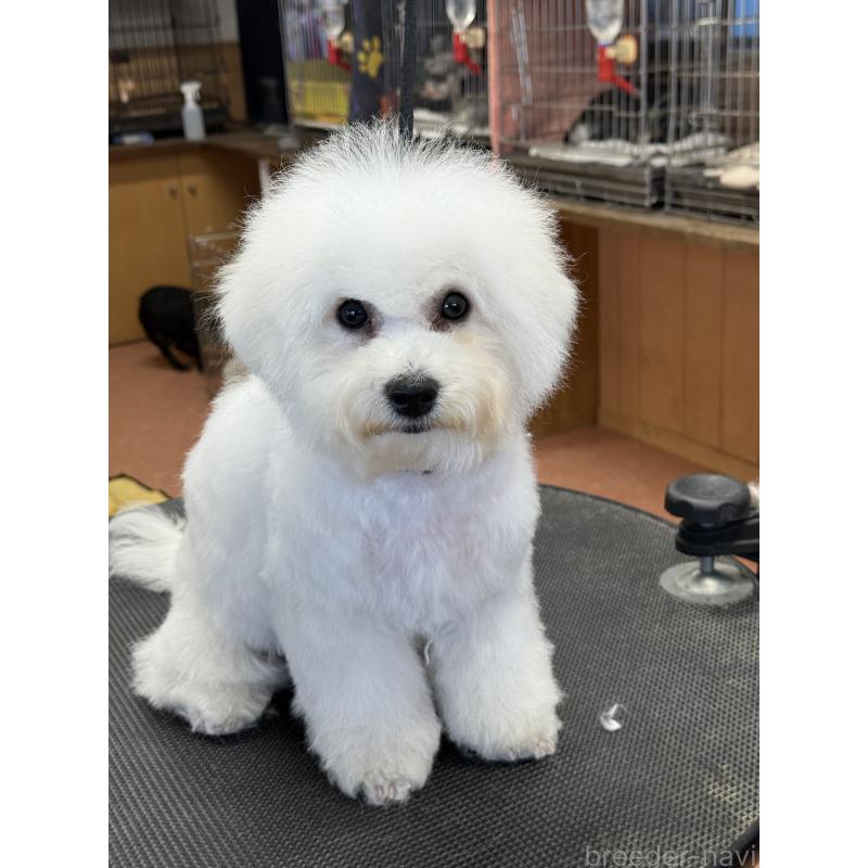 販売中の栃木県のビションフリーゼ-407340の3枚目