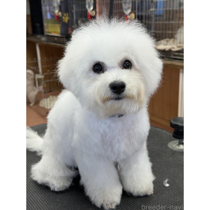 販売中の栃木県のビションフリーゼ-407340の2枚目