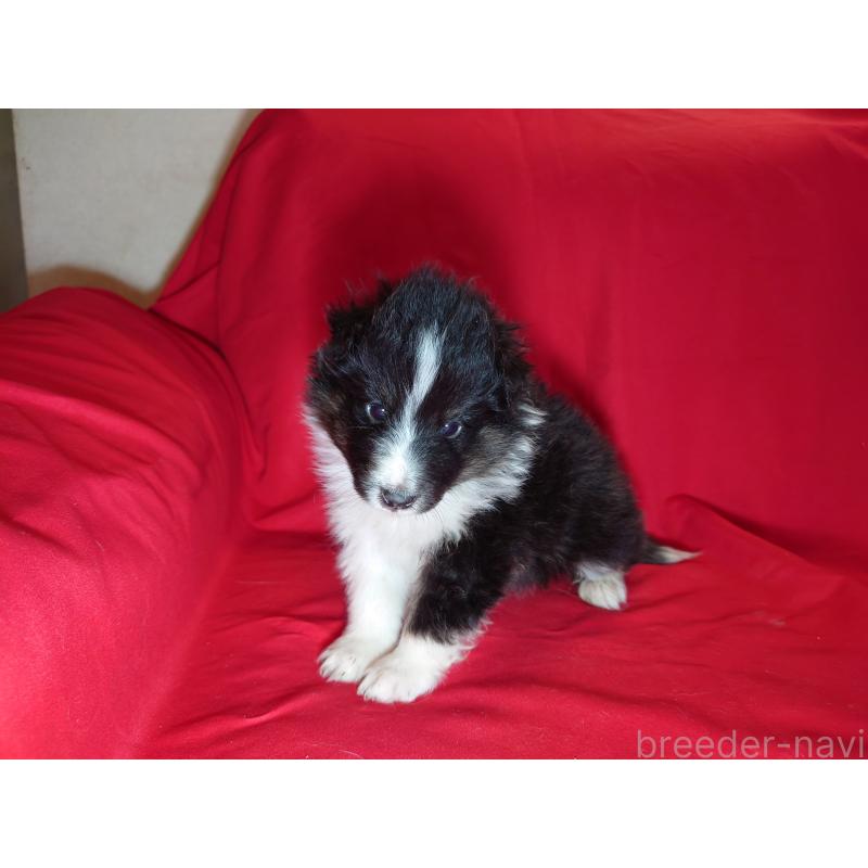 販売中の静岡県のシェットランドシープドッグ(シェルティ)-430544の4枚目