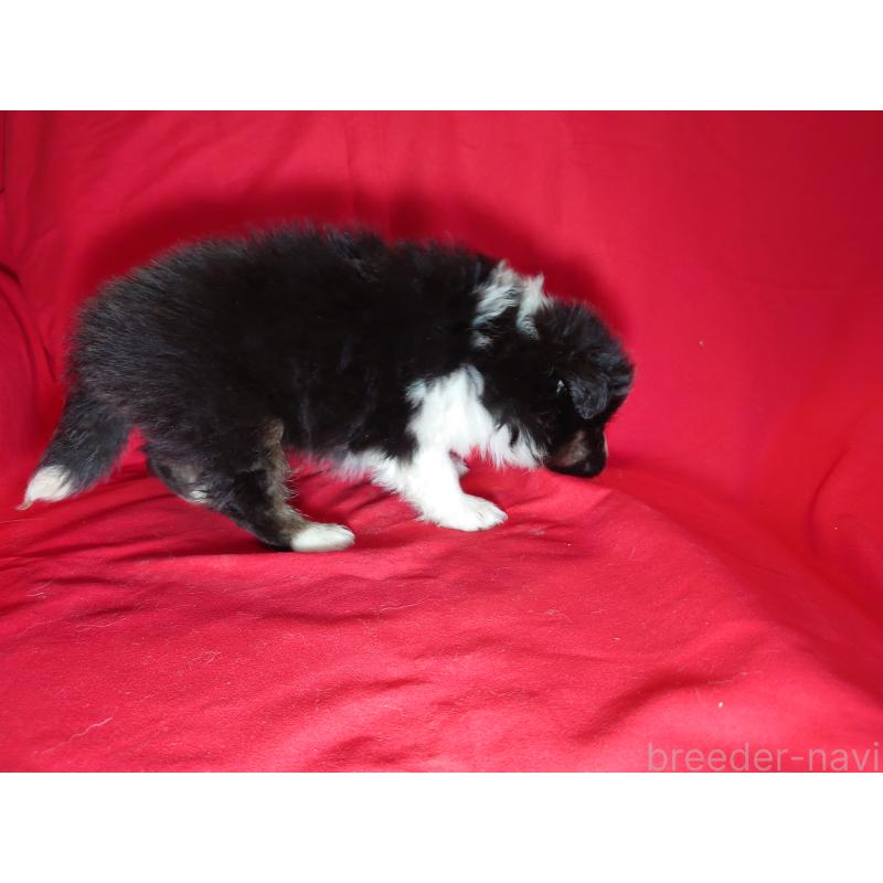 販売中の静岡県のシェットランドシープドッグ(シェルティ)-430544の3枚目