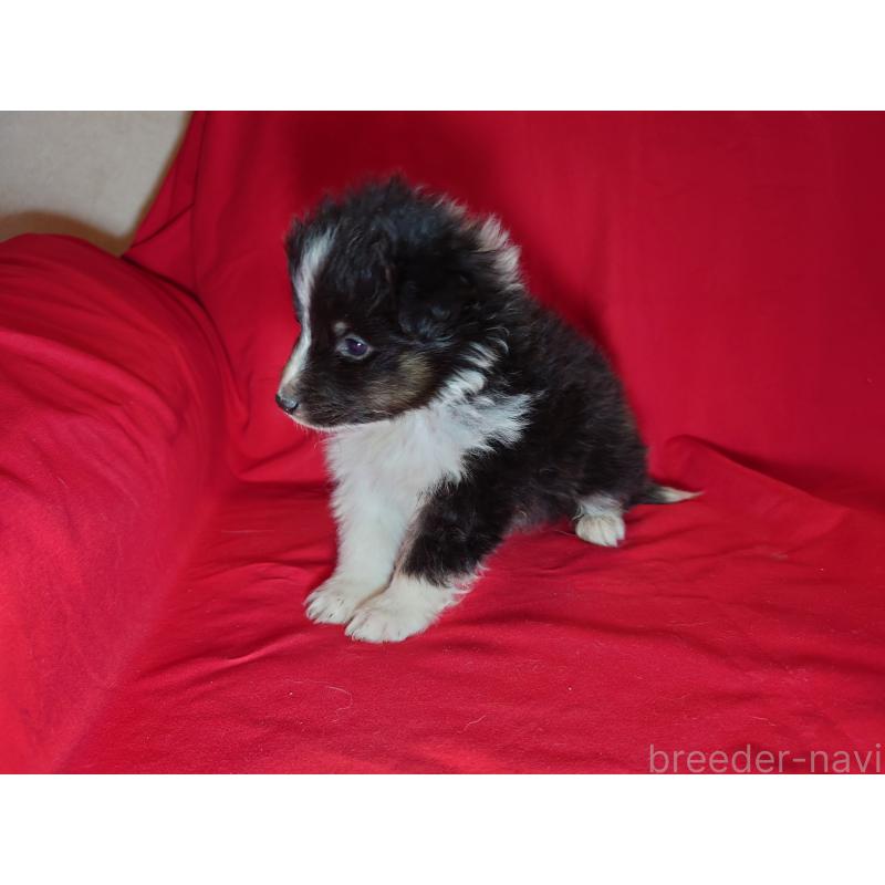 販売中の静岡県のシェットランドシープドッグ(シェルティ)-430544の2枚目