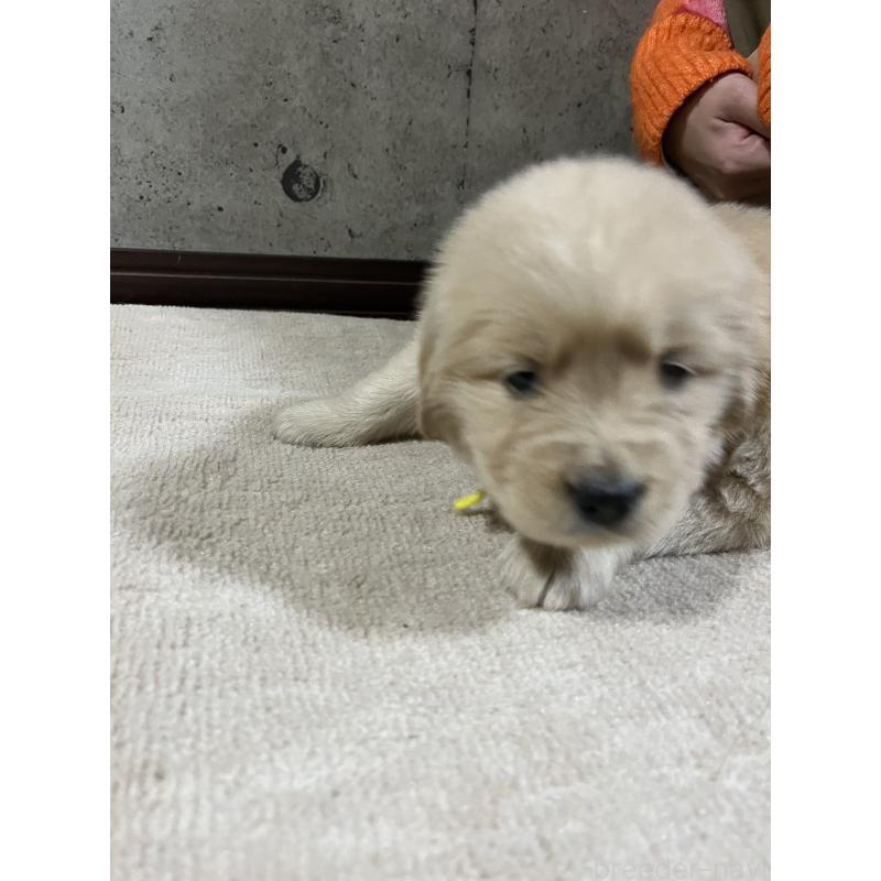 販売中の千葉県のゴールデンレトリーバー-430547の4枚目