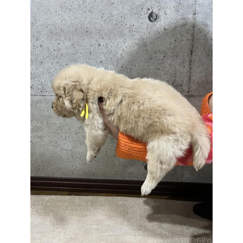 販売中の千葉県のゴールデンレトリーバー-430547の3枚目