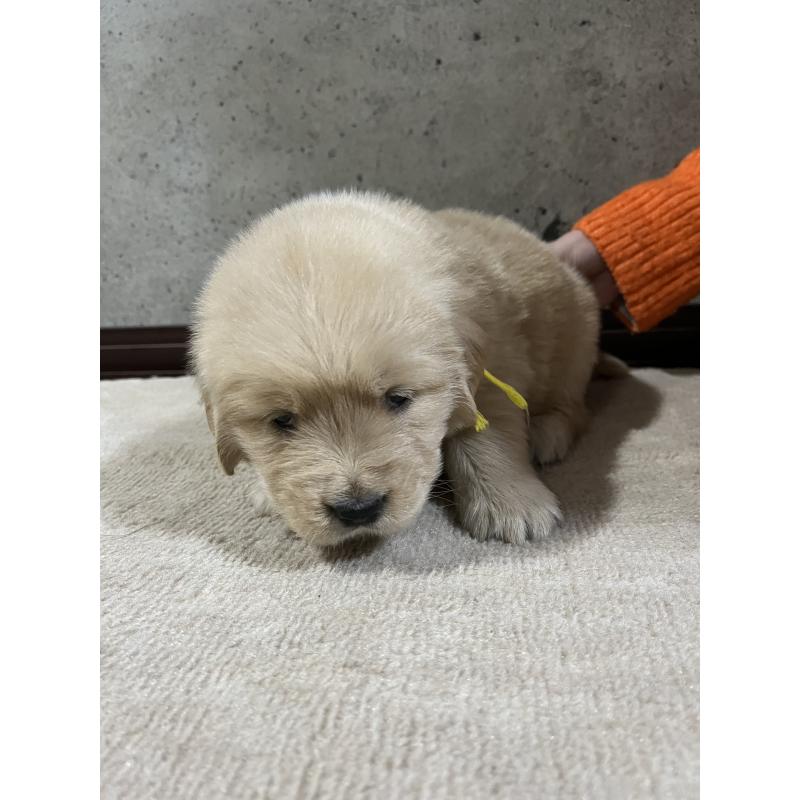 販売中の千葉県のゴールデンレトリーバー-430547の2枚目