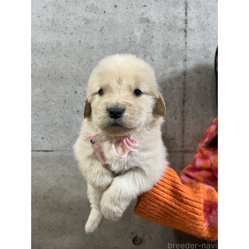 販売中の千葉県のゴールデンレトリーバー-430548の5枚目