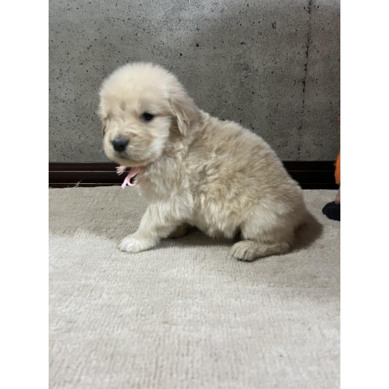 販売中の千葉県のゴールデンレトリーバー-430548の3枚目