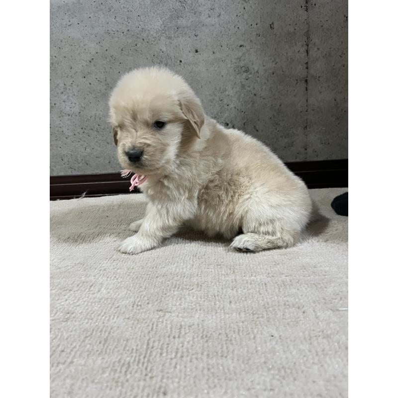 販売中の千葉県のゴールデンレトリーバー-430548の2枚目