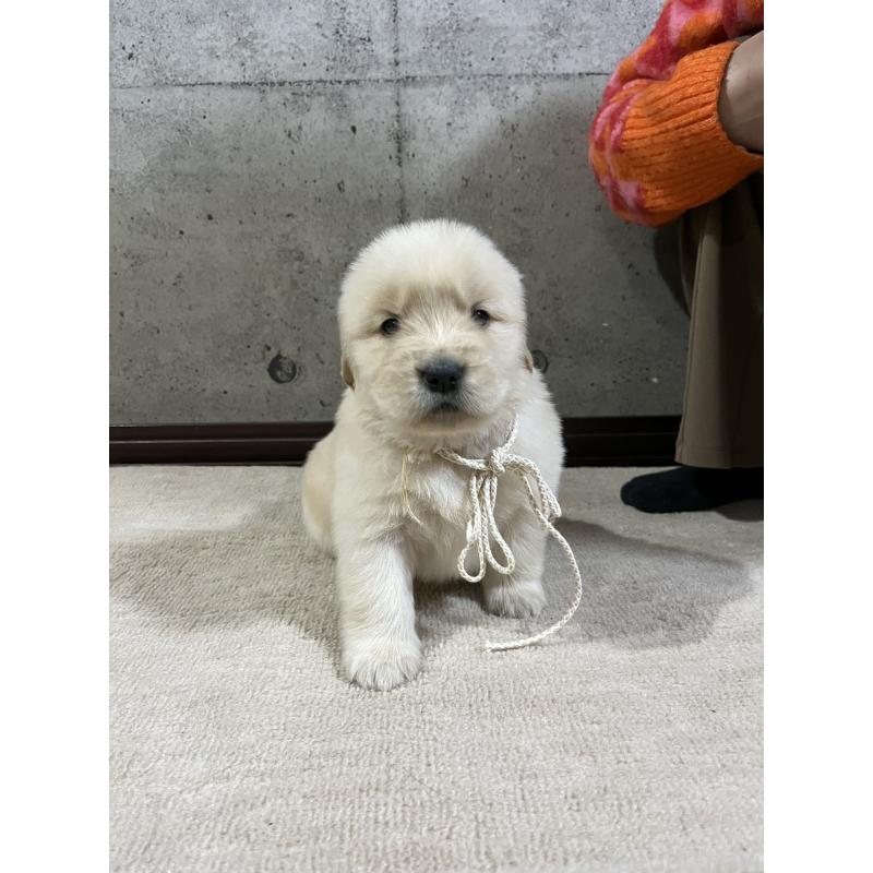 販売中の千葉県のゴールデンレトリーバー-430549の6枚目