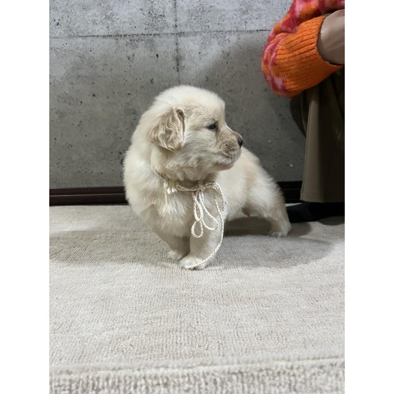 販売中の千葉県のゴールデンレトリーバー-430549の5枚目