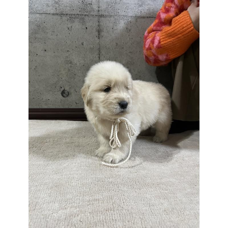 販売中の千葉県のゴールデンレトリーバー-430549の4枚目