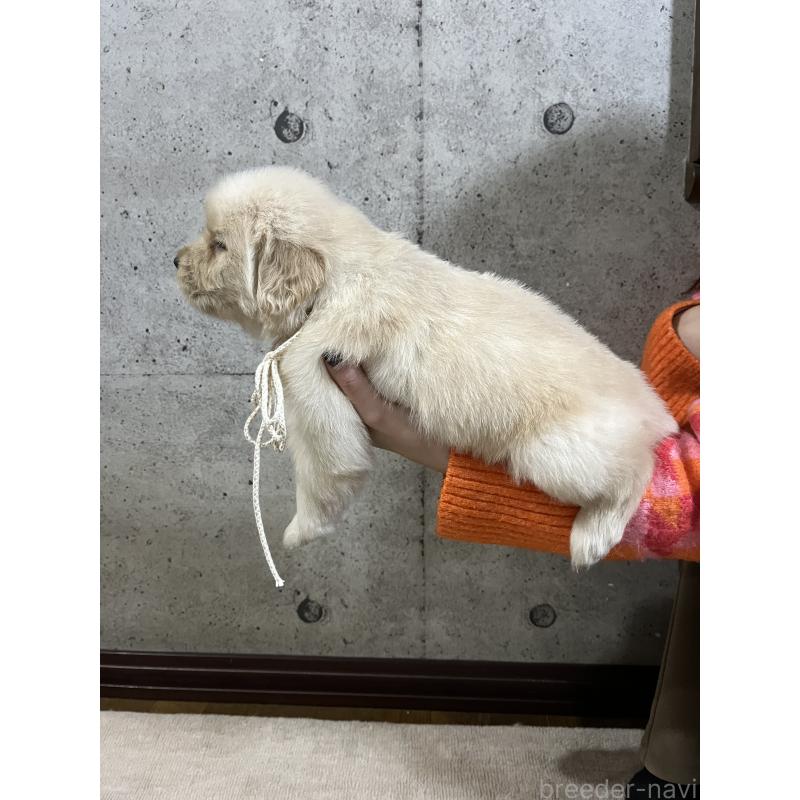 販売中の千葉県のゴールデンレトリーバー-430549の3枚目