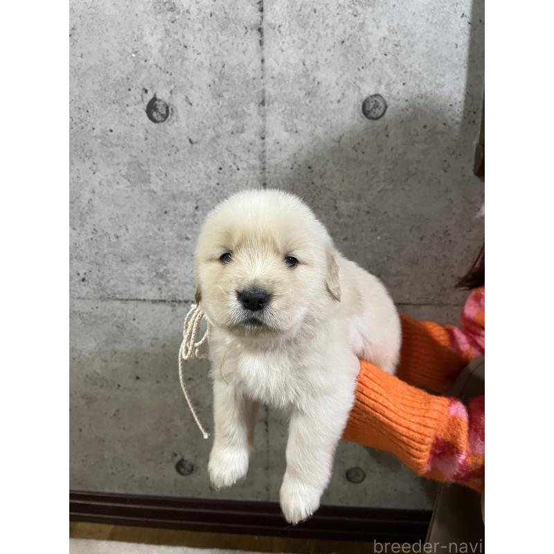 販売中の千葉県のゴールデンレトリーバー-430549の2枚目