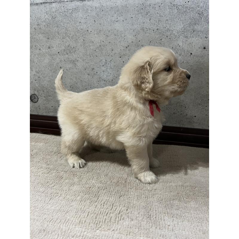 販売中の千葉県のゴールデンレトリーバー-430550の6枚目