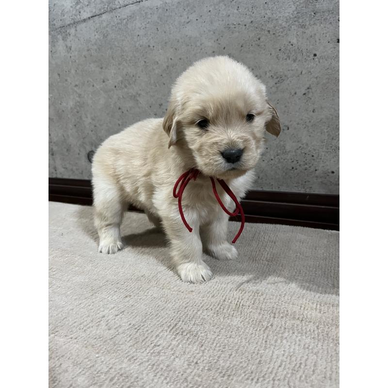 販売中の千葉県のゴールデンレトリーバー-430550の5枚目