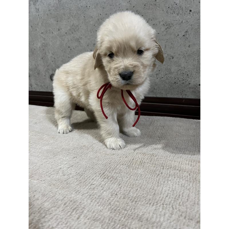 販売中の千葉県のゴールデンレトリーバー-430550の4枚目