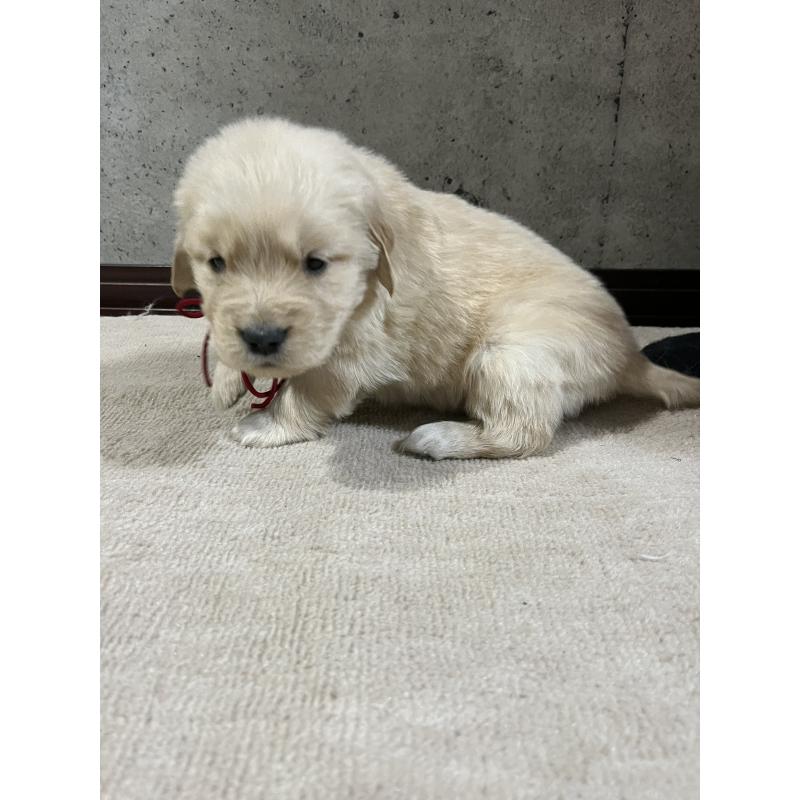 販売中の千葉県のゴールデンレトリーバー-430550の3枚目