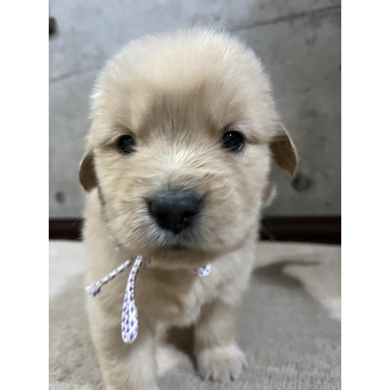 販売中の千葉県のゴールデンレトリーバー-430551の5枚目