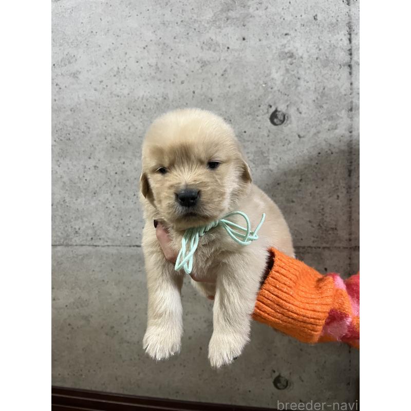 販売中の千葉県のゴールデンレトリーバー-430552の5枚目