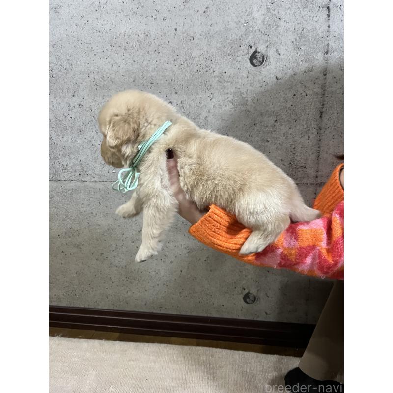 販売中の千葉県のゴールデンレトリーバー-430552の4枚目