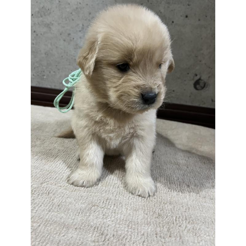 販売中の千葉県のゴールデンレトリーバー-430552の3枚目