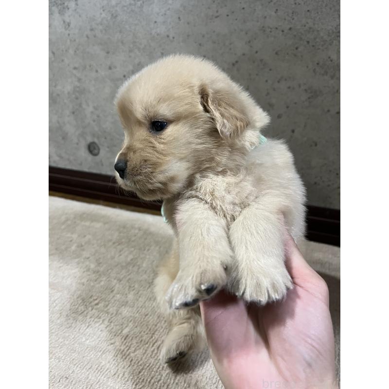 販売中の千葉県のゴールデンレトリーバー-430552の2枚目