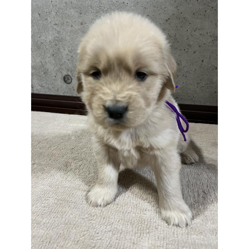 販売中の千葉県のゴールデンレトリーバー-430545の7枚目