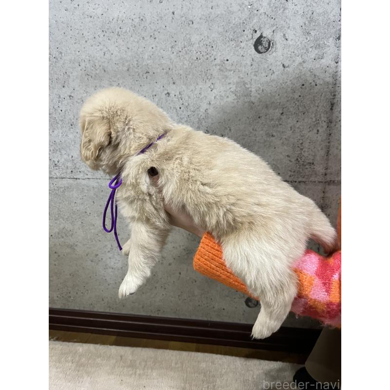 販売中の千葉県のゴールデンレトリーバー-430545の6枚目